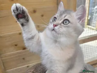 British Shorthair cats 💎 Blue Golden Sweetie 🍬🧸Ready to leave now 🥰🏡 - Advert 9