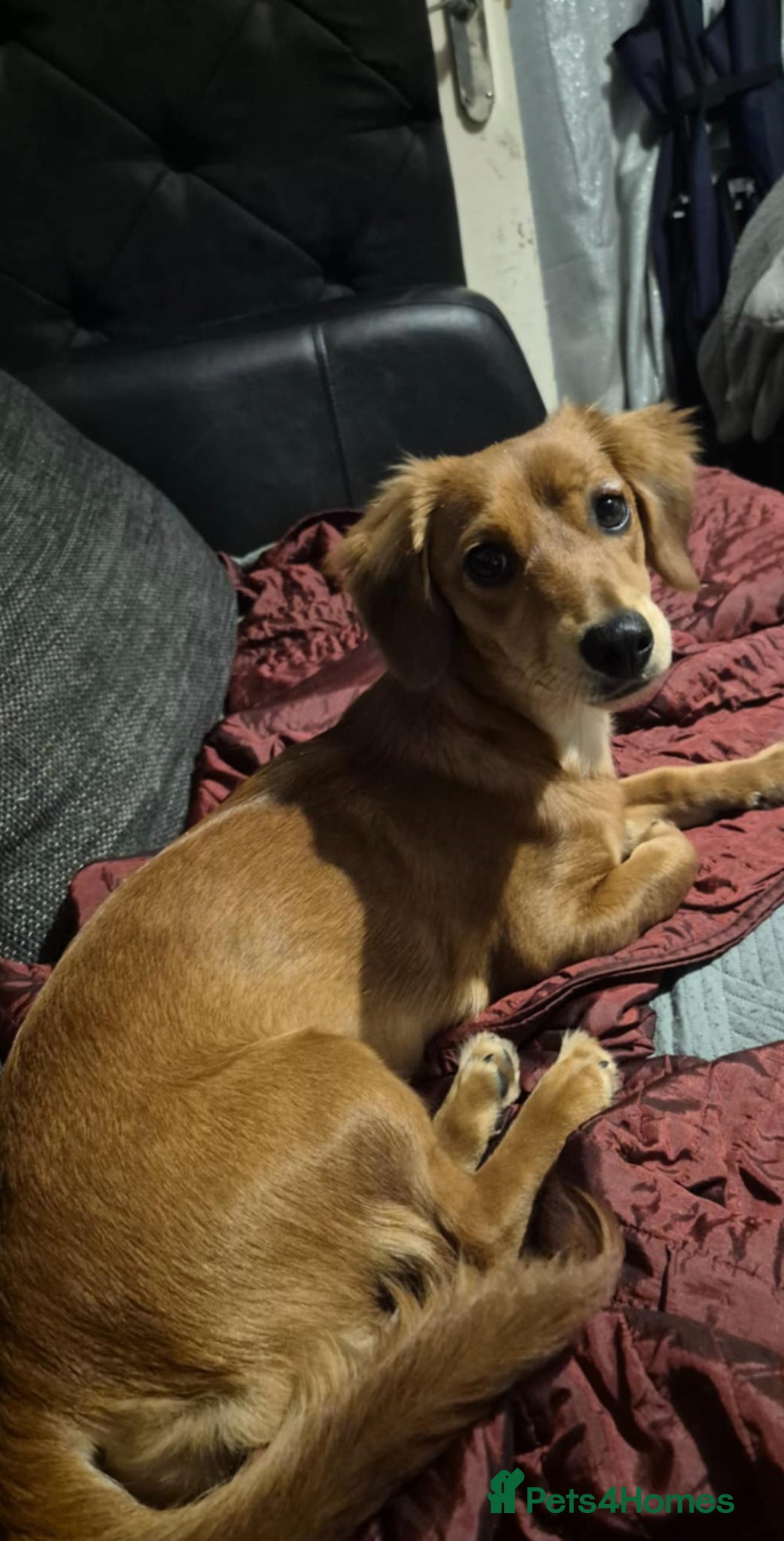 Mixed Breed dogs Dachsund x jack  - Advert 2