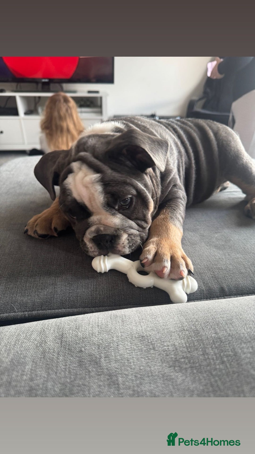 English Bulldog dogs for sale: Ralph  - Advert 3
