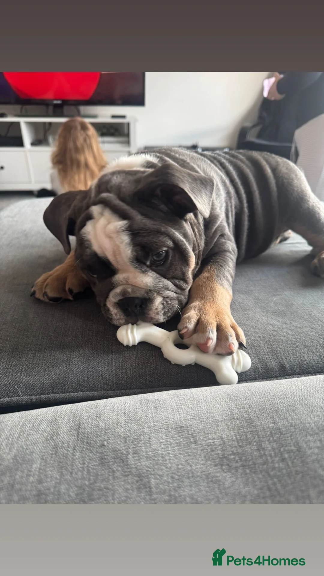 English Bulldog dogs for sale: Ralph  - Advert 3