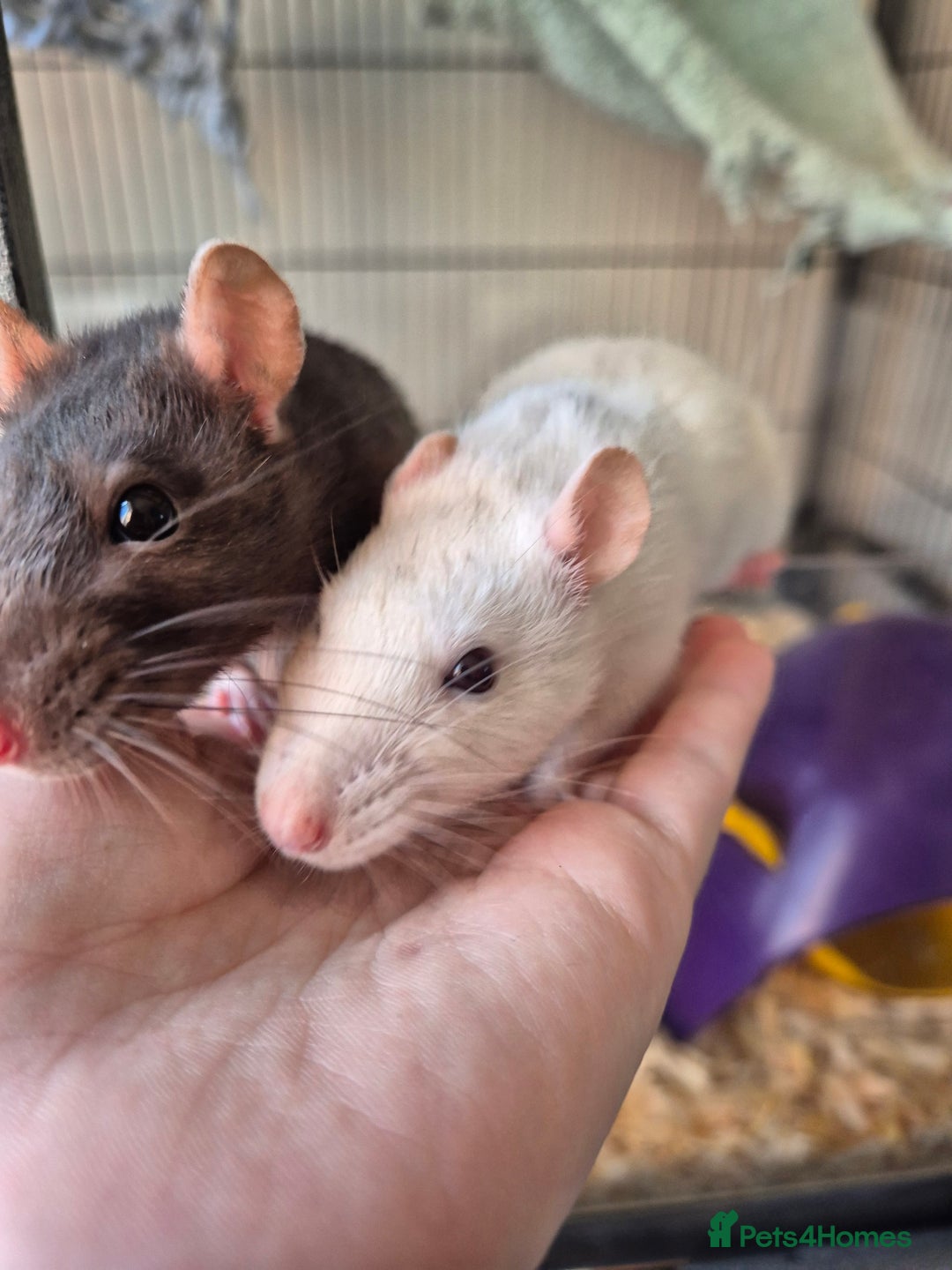 Rat rodents for sale: Two females rats - Image 2