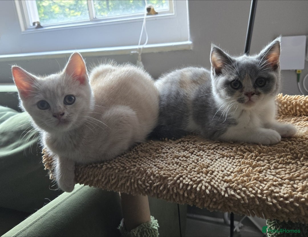 British Shorthair cats for sale: Last gorgeous boy left - Image 11