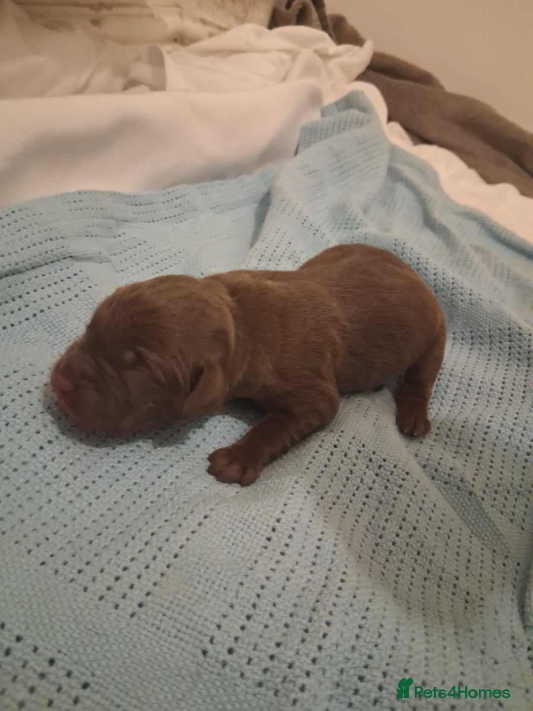 Labrador Retriever dogs for sale: Labrador Puppies!!! - Advert 9