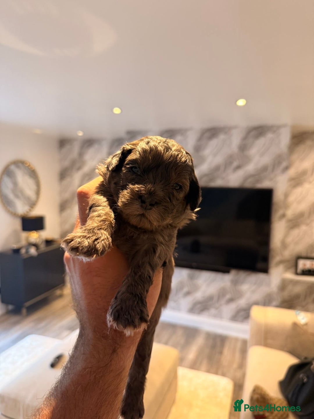 Shihpoo dogs for sale: 5 little shihpoos for sale. All beautiful boys  - Image 3