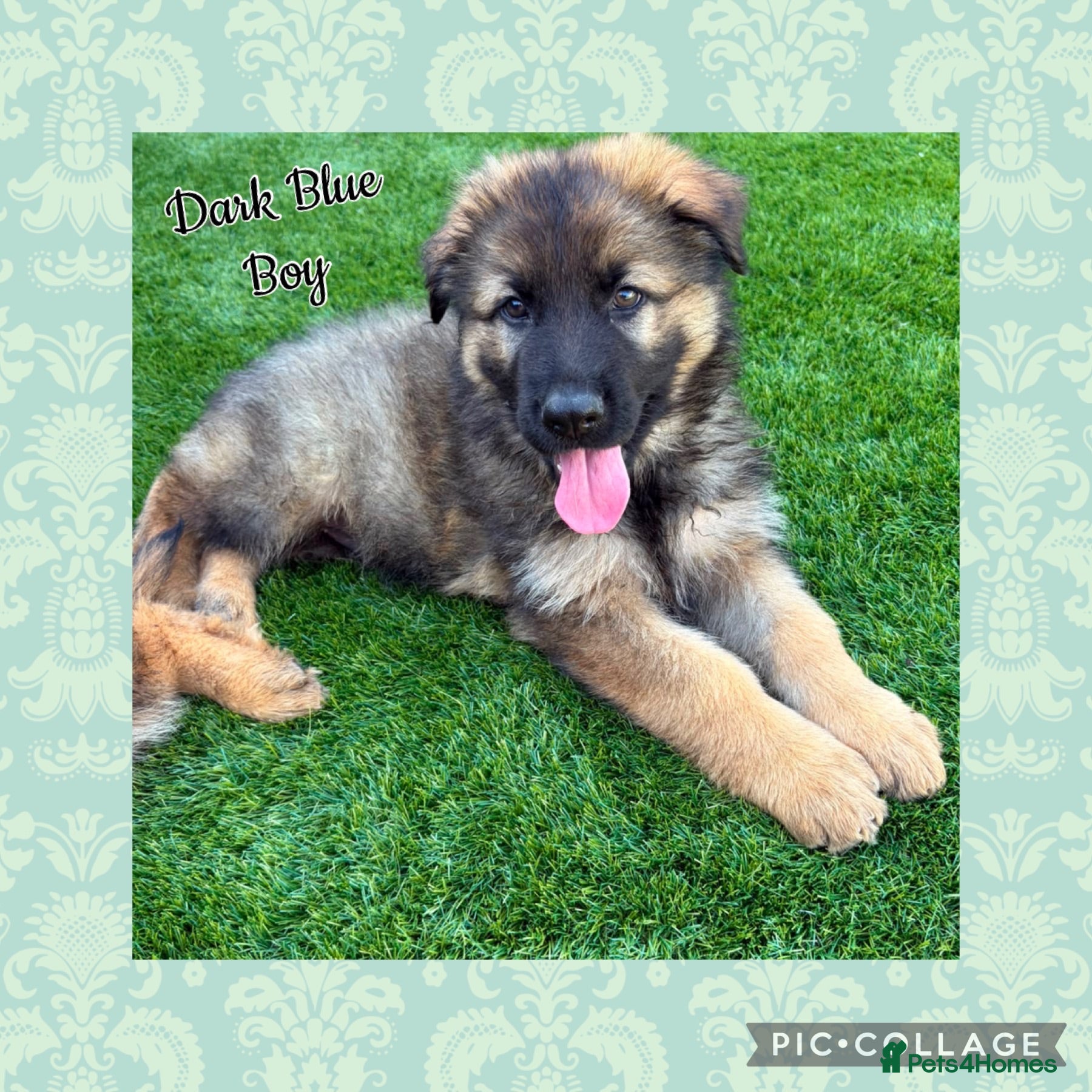 German Shepherd dogs 🐾1 boy left ready to leave now🐾 - Advert 9