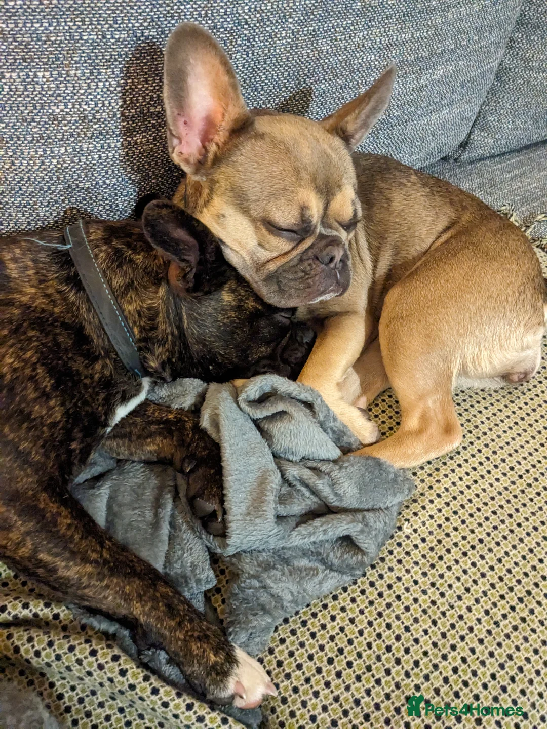 French Bulldog dogs for sale: Female Frenchie 1.5 years old - Advert 5