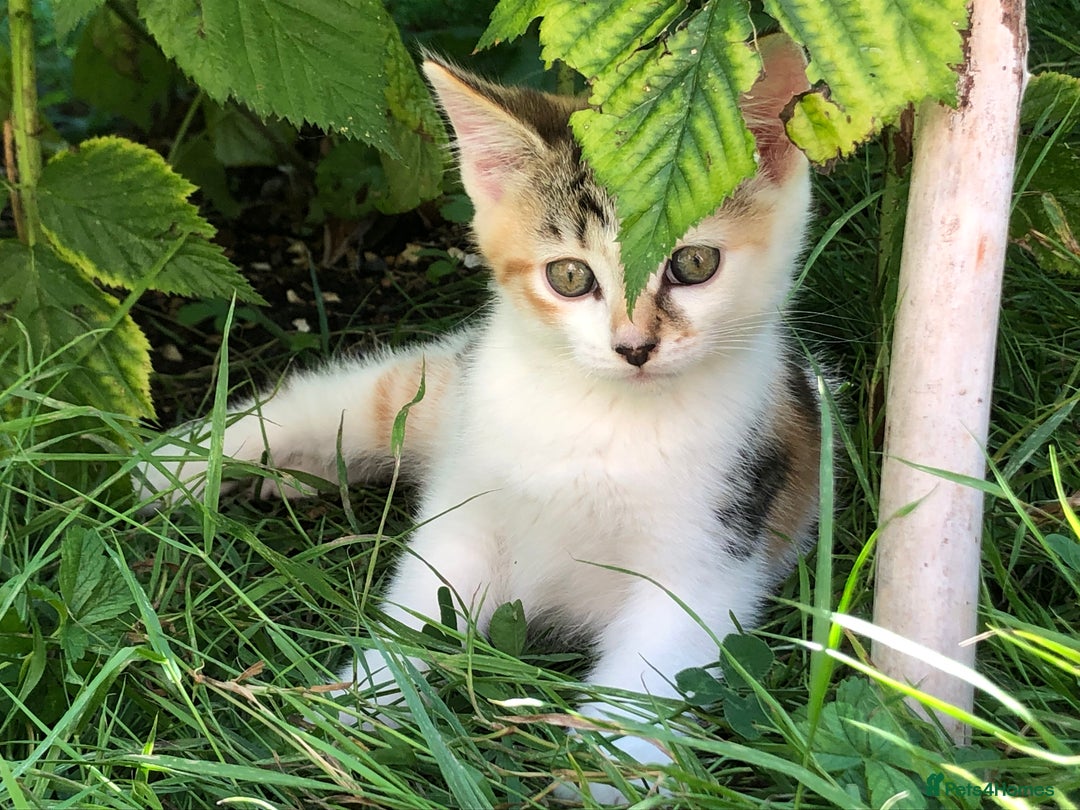Mixed Breed cats for sale: 2 left. Beautiful kittens in need of good homes - Image 9