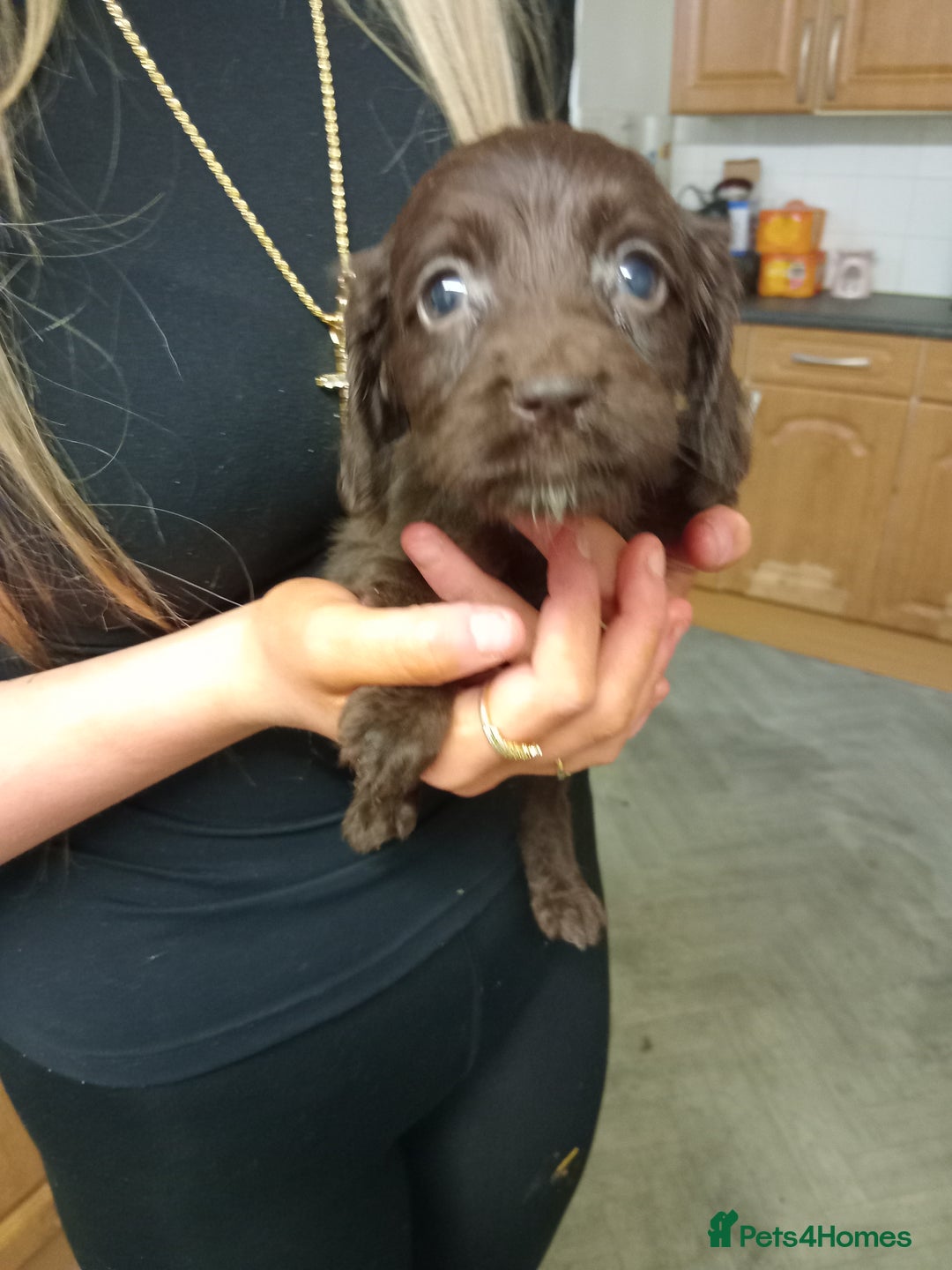 Cocker Spaniel dogs for sale: Cocker spaniel puppies  - Advert 9