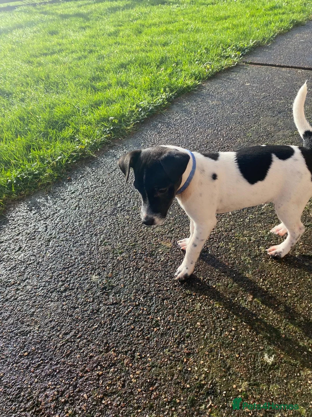 Mixed Breed dogs for sale: Jack Russell x Lakeland terrier - Advert 14