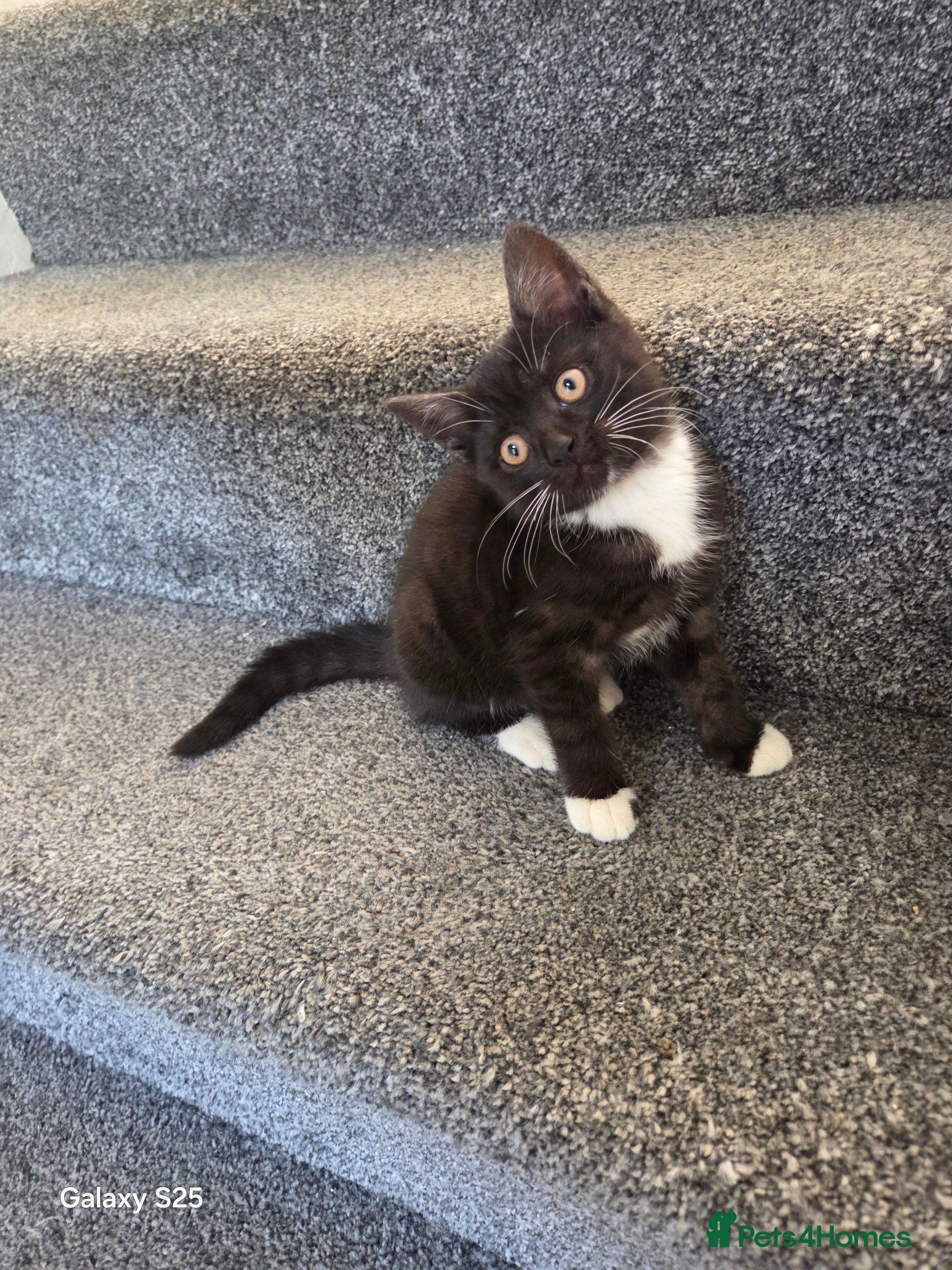 British Shorthair cats British Shorthair kitten for sale - Advert 2