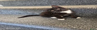 Oreo