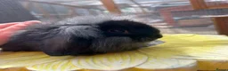 Mini Lion Lop rabbits for sale: Mini Lion Lop baby bunnies For Sale - Advert 12