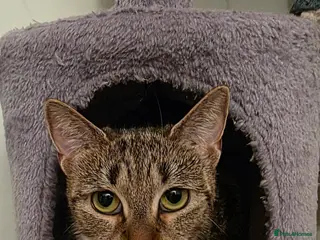 Mixed Breed cats 3 beautiful kittens - Advert 1