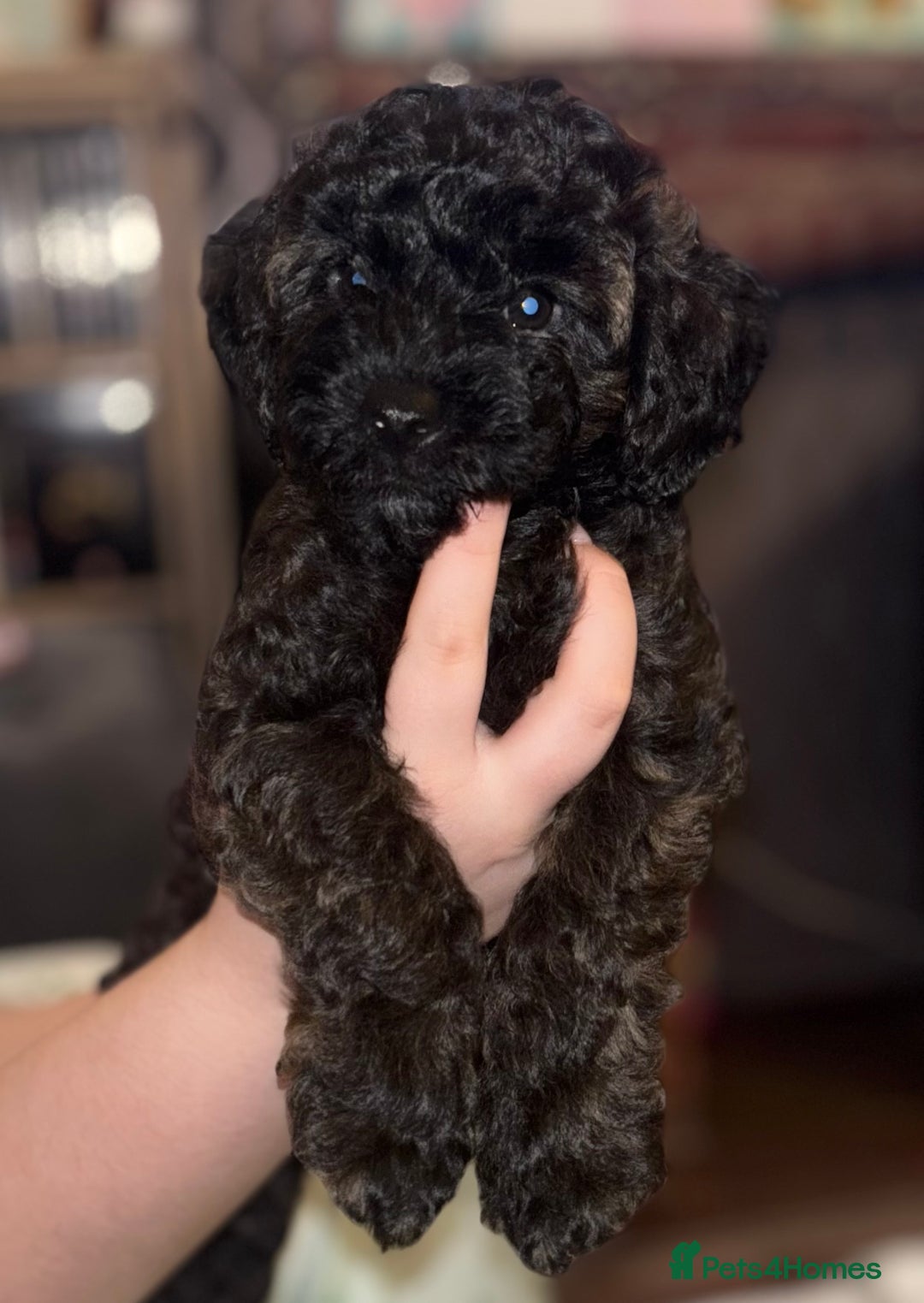 Yorkiepoo dogs for sale: Beautiful yorkipoo puppies - Image 31