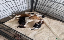 Jack Russell dogs for sale: Full breed jack Russell puppies for sale - Image 1