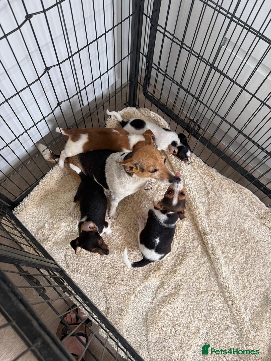 Jack Russell dogs for sale: Full breed jack Russell puppies for sale - Image 1