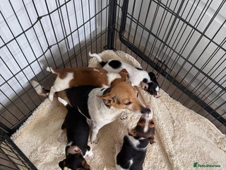 Jack Russell dogs - Advert 33