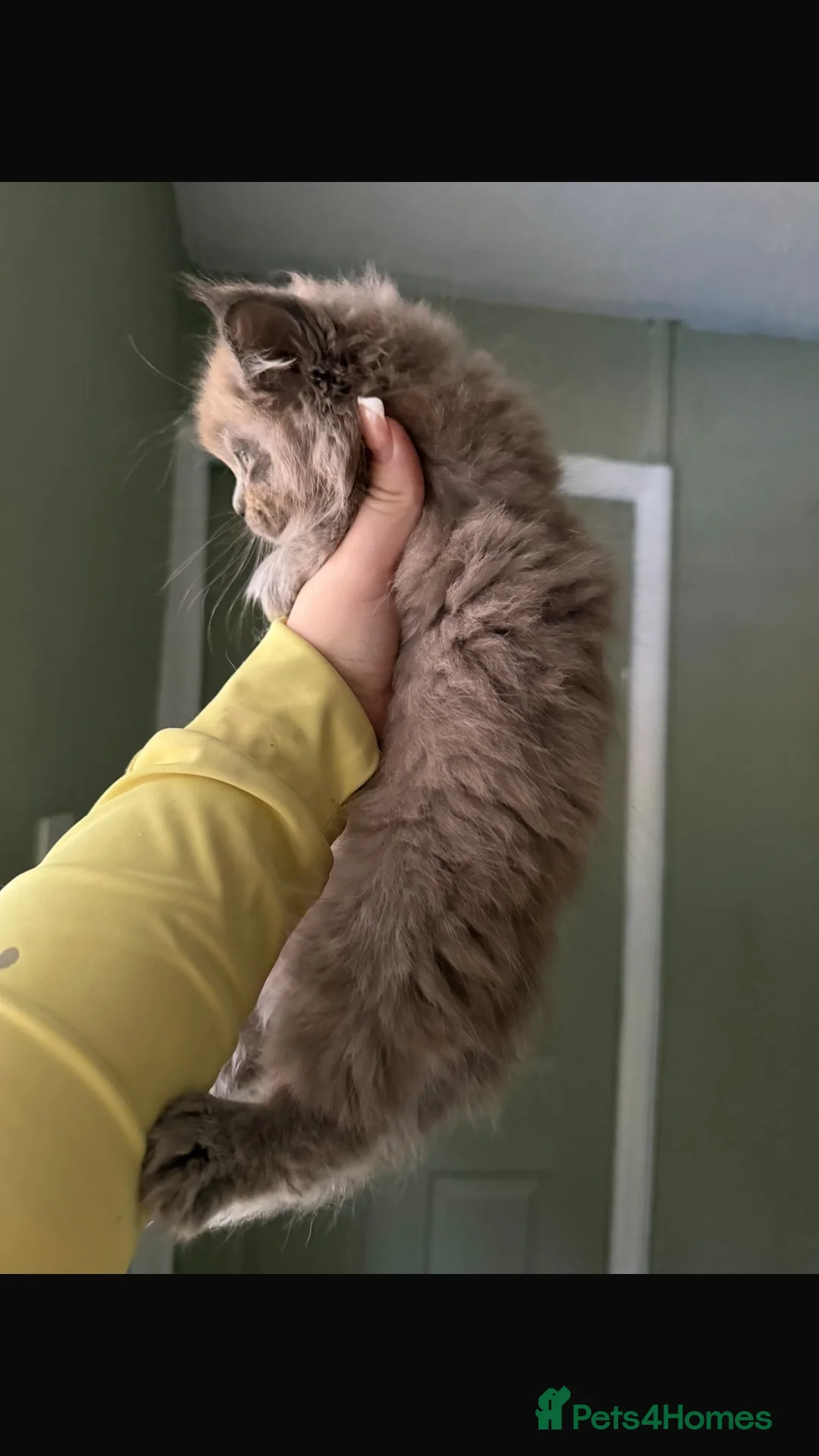 Maine Coon cats for sale: last boy 🎃🍁 - Advert 1