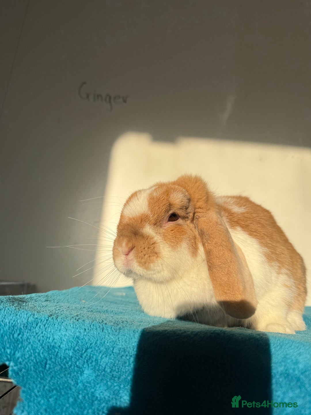 Mini Lop rabbits for sale: Adult female mini lop rabbit  - Advert 4