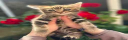 Mixed Breed cats for sale: 3 Beautiful Female Scottish Fold × Tabby Kittens  - Advert 4