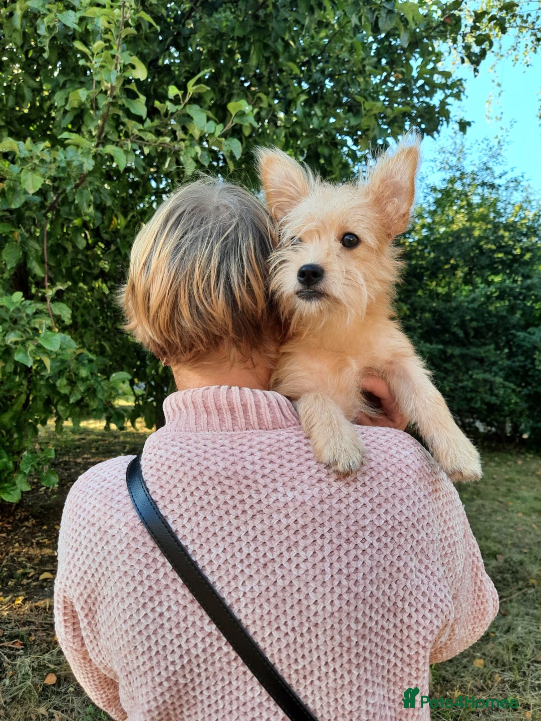 Mixed Breed dogs for adoption: 💖🐶 NIKOLETTA 🐶💖 - Image 13