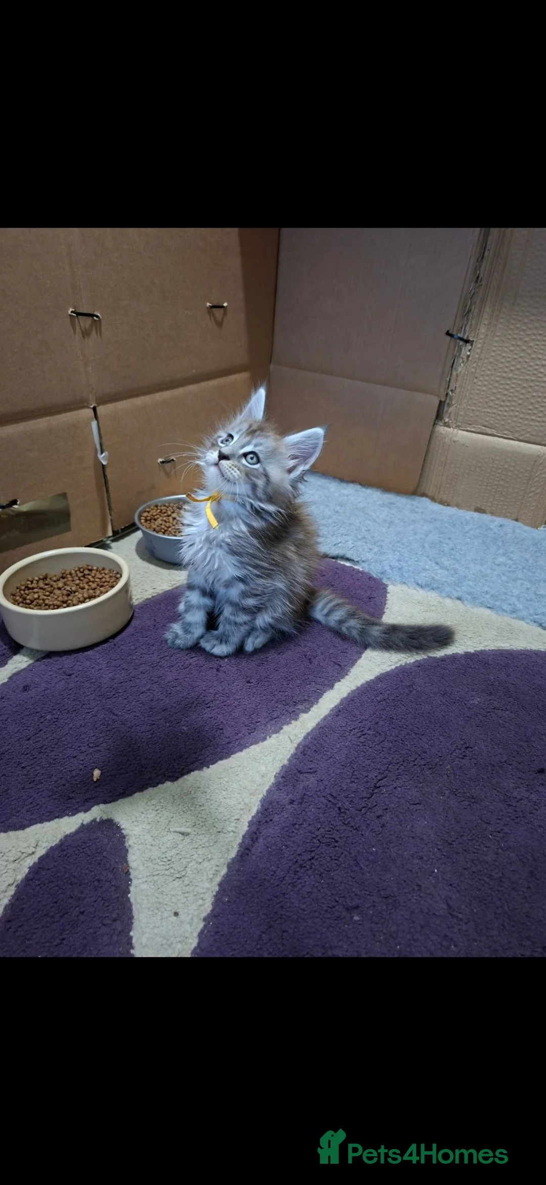 Maine Coon cats for sale: Silver tabby kittens in Great Yarmouth - Advert 9