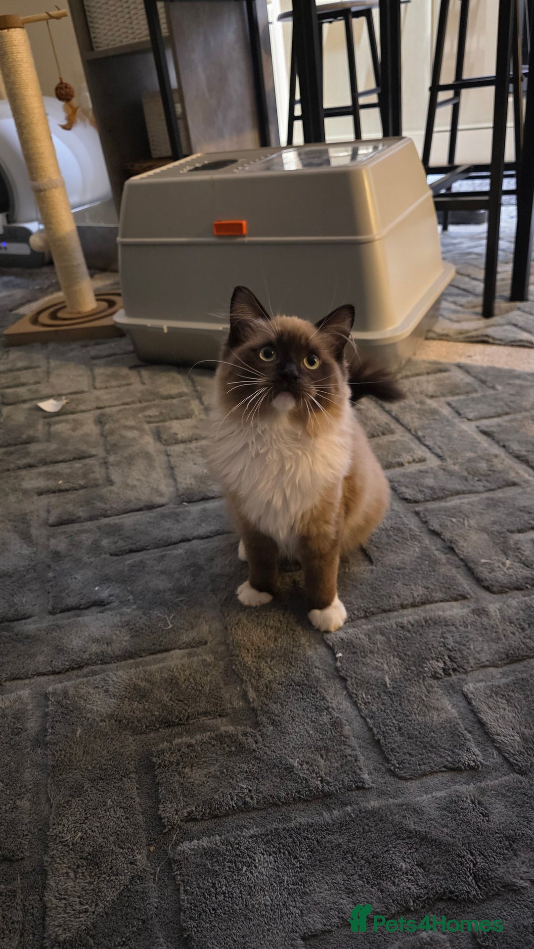 Ragdoll cats for sale: Seal Mitted Mink Ragdoll - Advert 4