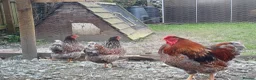 Chickens poultry for sale: Blue laced wynaddote bantam hatching eggs - Advert 2