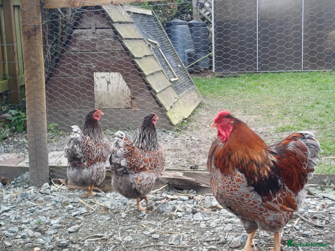 Chickens poultry for sale: Blue laced wynaddote bantam hatching eggs - Advert 2