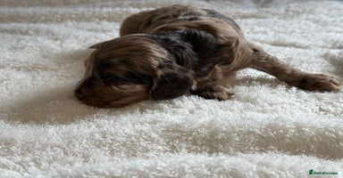 Cockapoo dogs - Advert 4