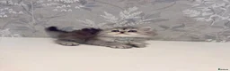 Persian cats for sale: 🐾 Stunning Pure Persian Kittens – Simba & Kovu 🐾 - Advert 36