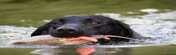 Labrador Retriever dogs for stud: KCreg Fully Health Tested compact Labrador Stud  in Wallingford - Advert 8