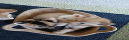 Mixed Breed cats for sale: Kittens  - Advert 5