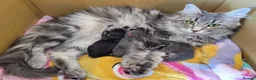 Maine Coon cats for sale: litter maine coons - Advert 1