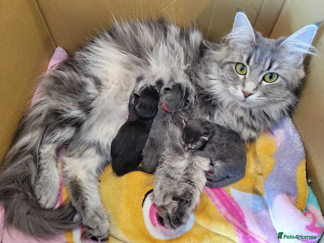Maine Coon cats for sale: litter maine coons - Advert 1