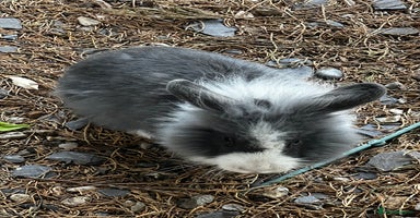Lionhead rabbits Gorgeous Lionhead Rabbits Looking for Loving Homes - Advert 11