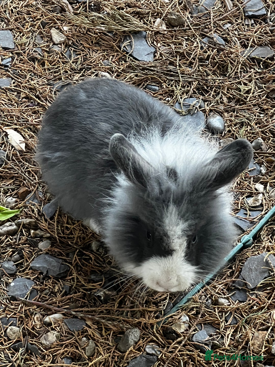 Lionhead rabbits for sale: Gorgeous Lionhead Rabbits Looking for Loving Homes - Image 7