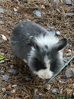 Lionhead rabbits Gorgeous Lionhead Rabbits Looking for Loving Homes - Advert 4