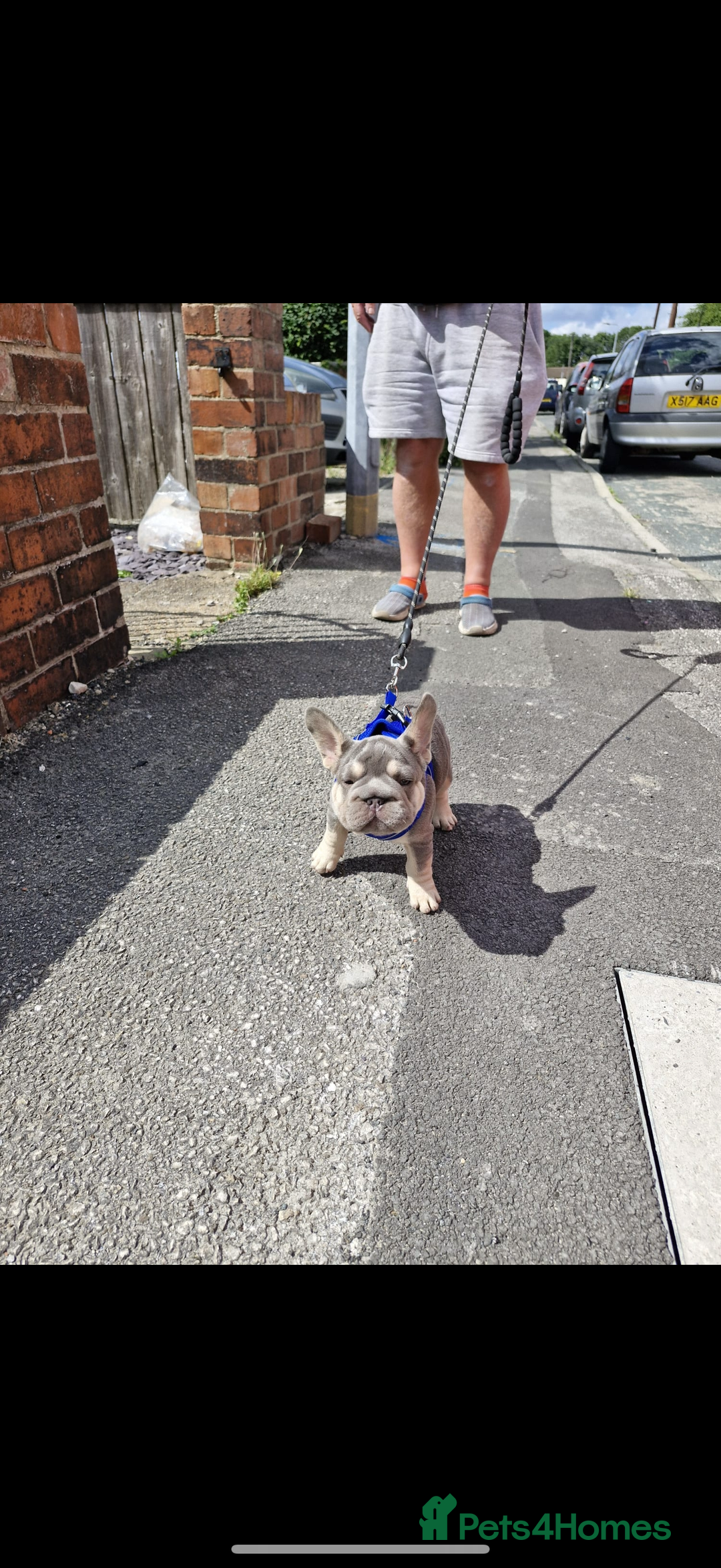 French Bulldog dogs for sale: ** frenchies  - Image 21
