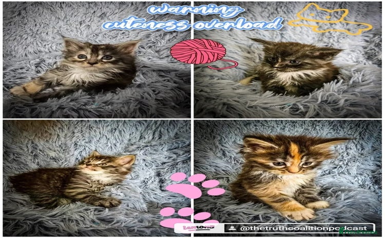 Maine Coon cats - Advert 15