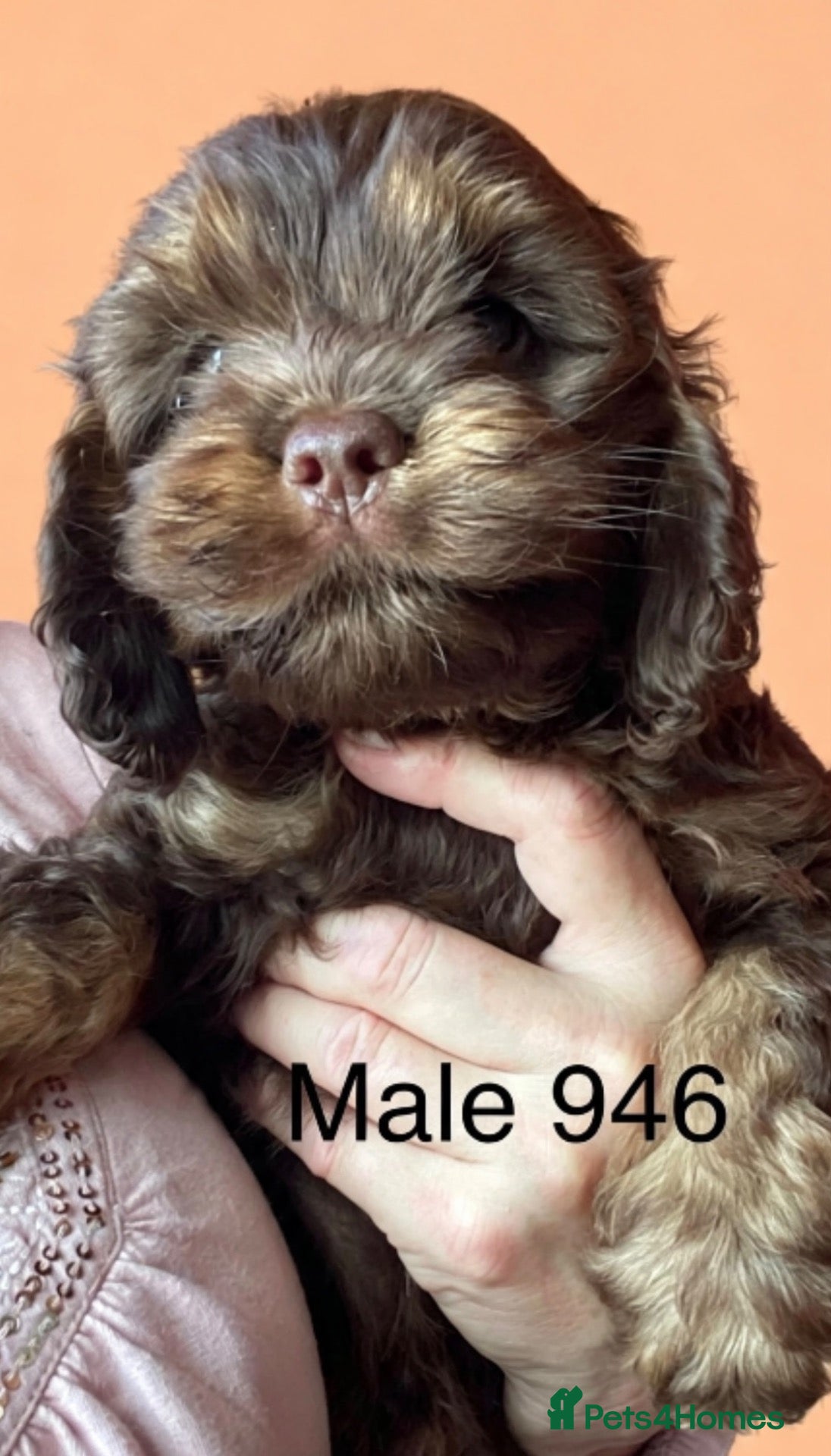 Cockapoo dogs Yankee Doodle cocker poo  - Advert 3