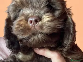 Cockapoo dogs Yankee Doodle cocker poo - Advert 3