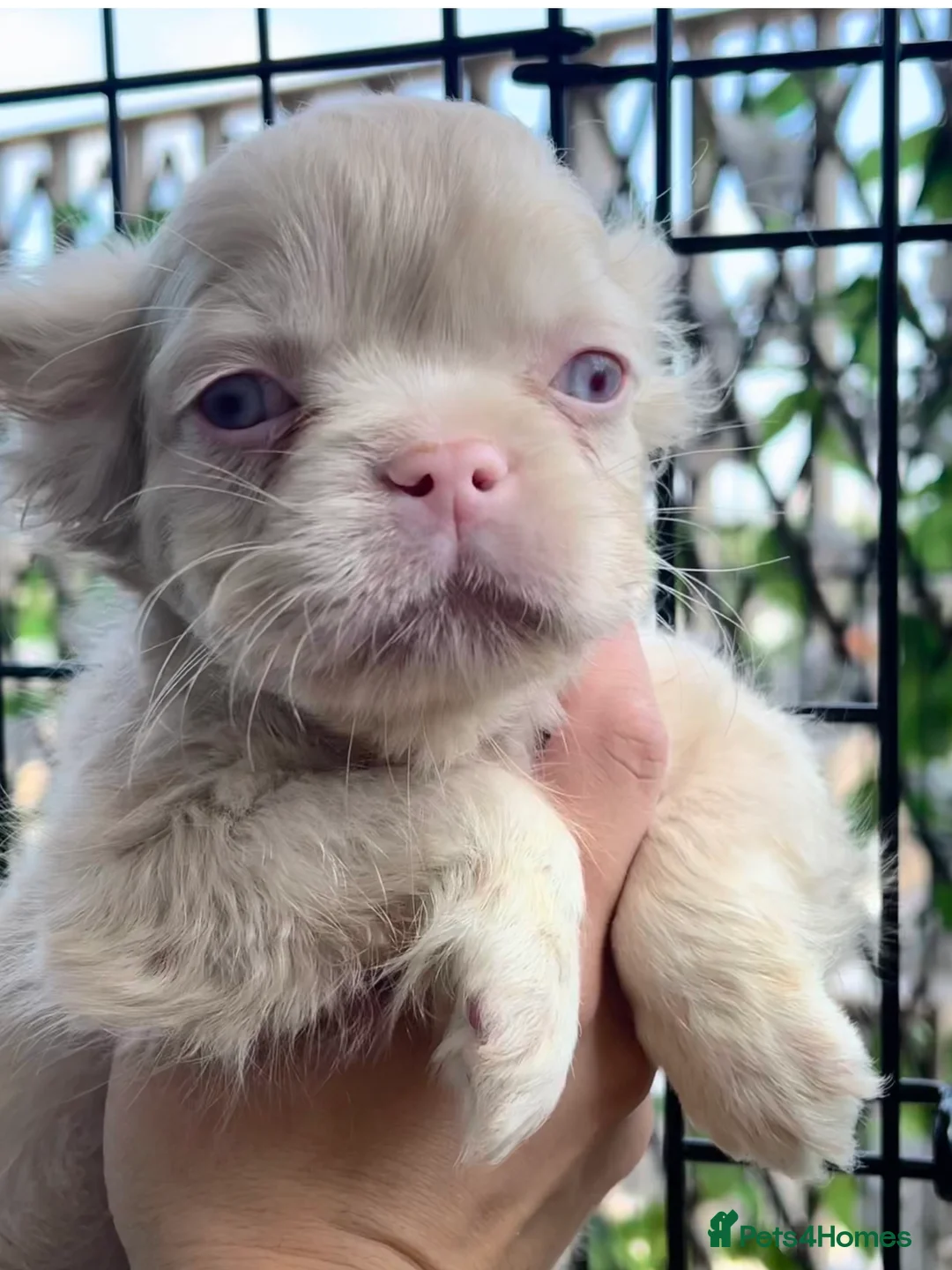 French Bulldog dogs for sale: BLUE AND PINK FLOODLES/FULL FLUFFY  FRENCH PUPPIES - Advert 40