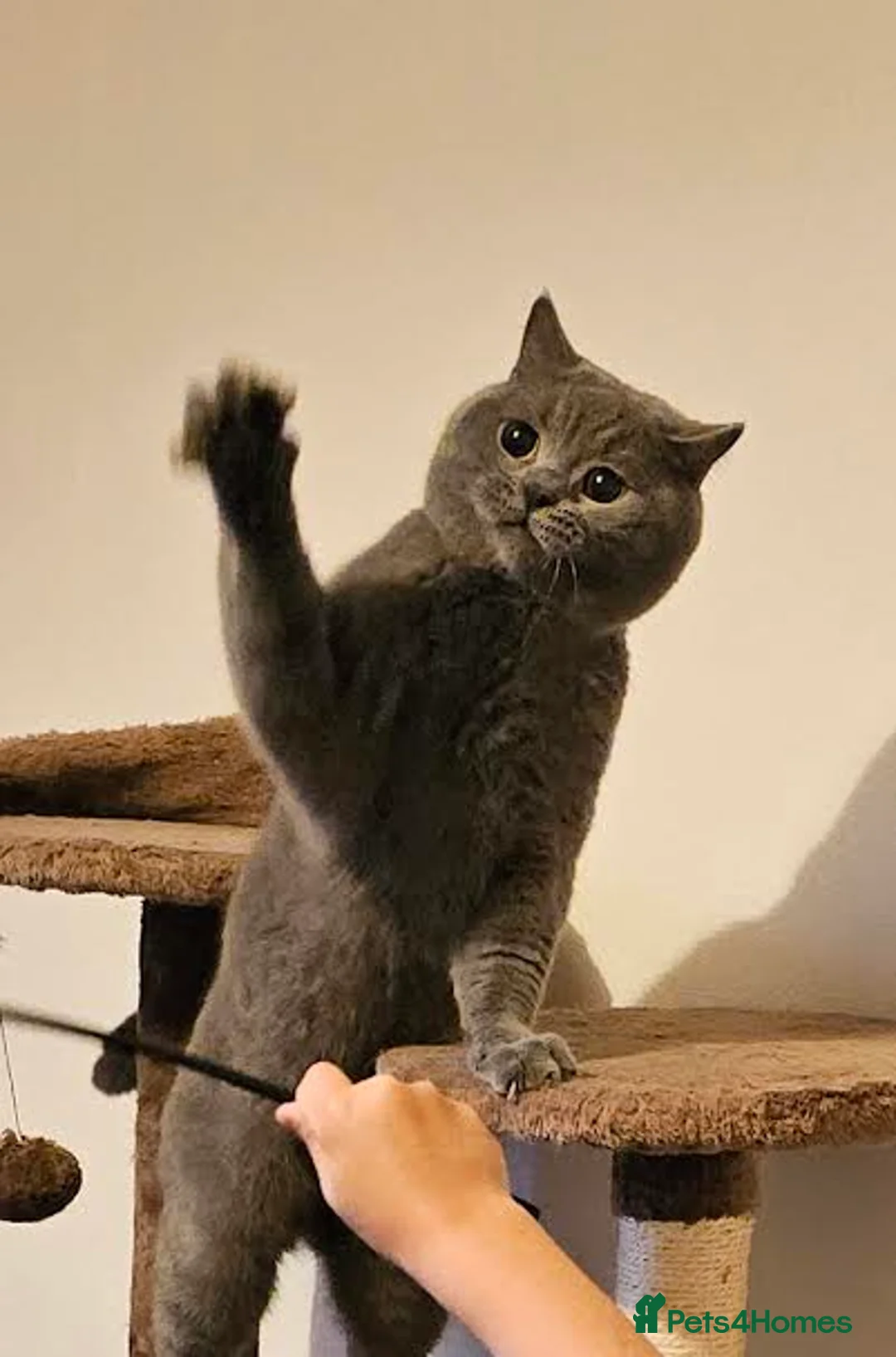 British Shorthair cats for stud: Perfect British Shorthair Stud in Leeds - Advert 10