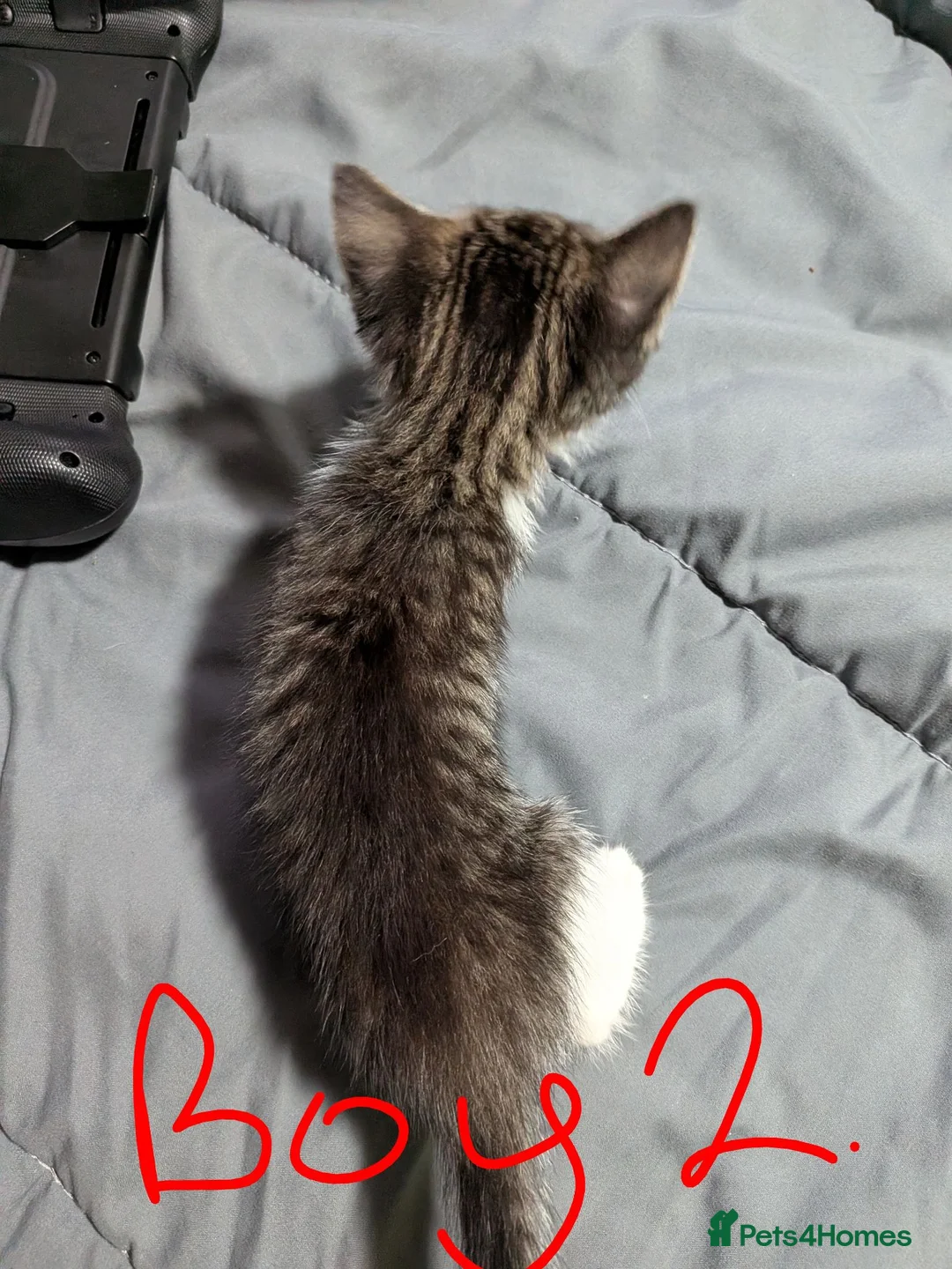 British Shorthair cats for sale: Kittens ready to leave today in Witham - Advert 2