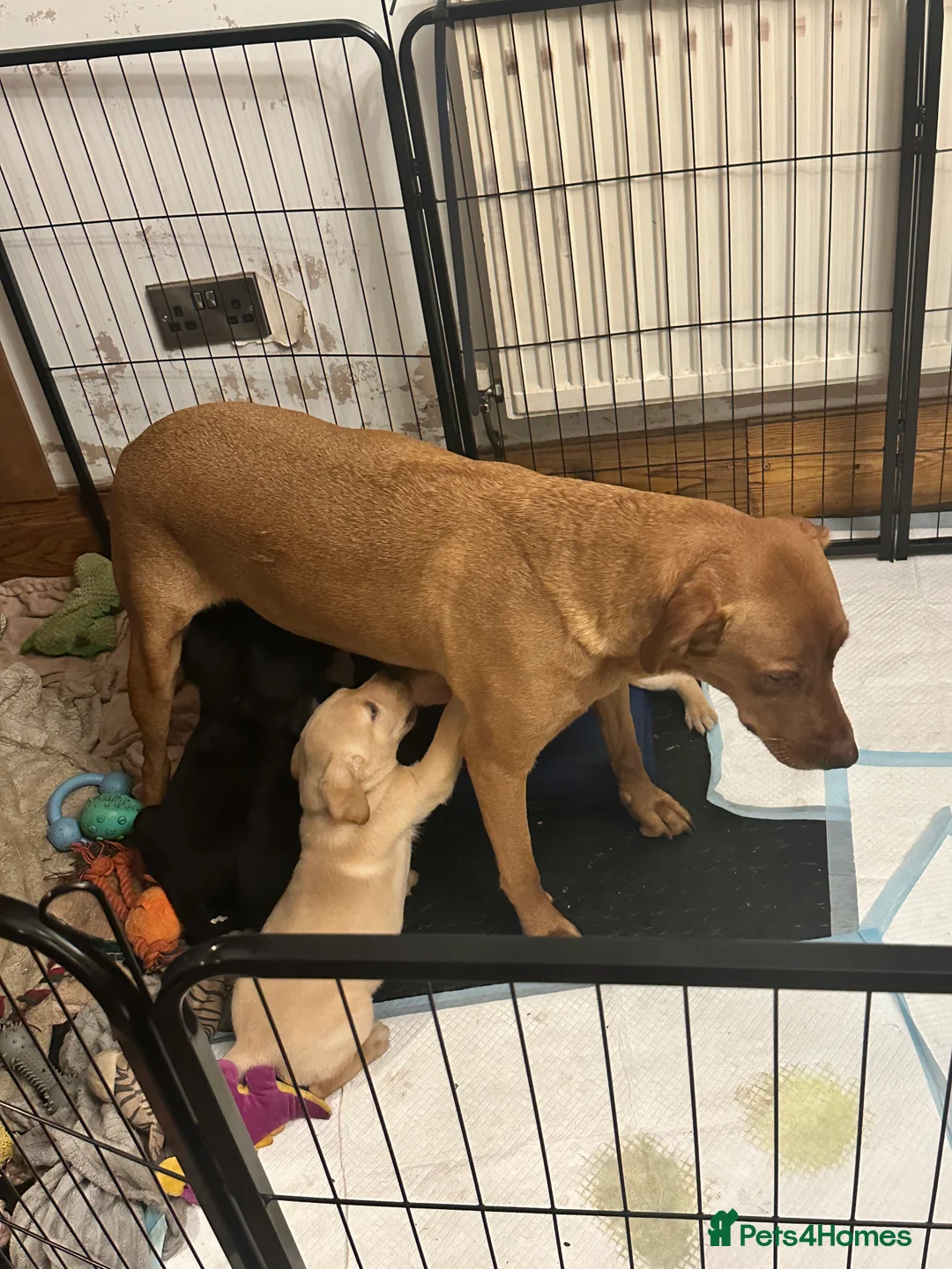 Labrador Retriever dogs for sale: Labrador puppies ready for forever homes - Advert 11