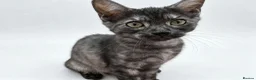 Egyptian Mau cats for sale: TICA reg Werewolf Silver EgyptianMAU x Snow Bengal - Advert 8
