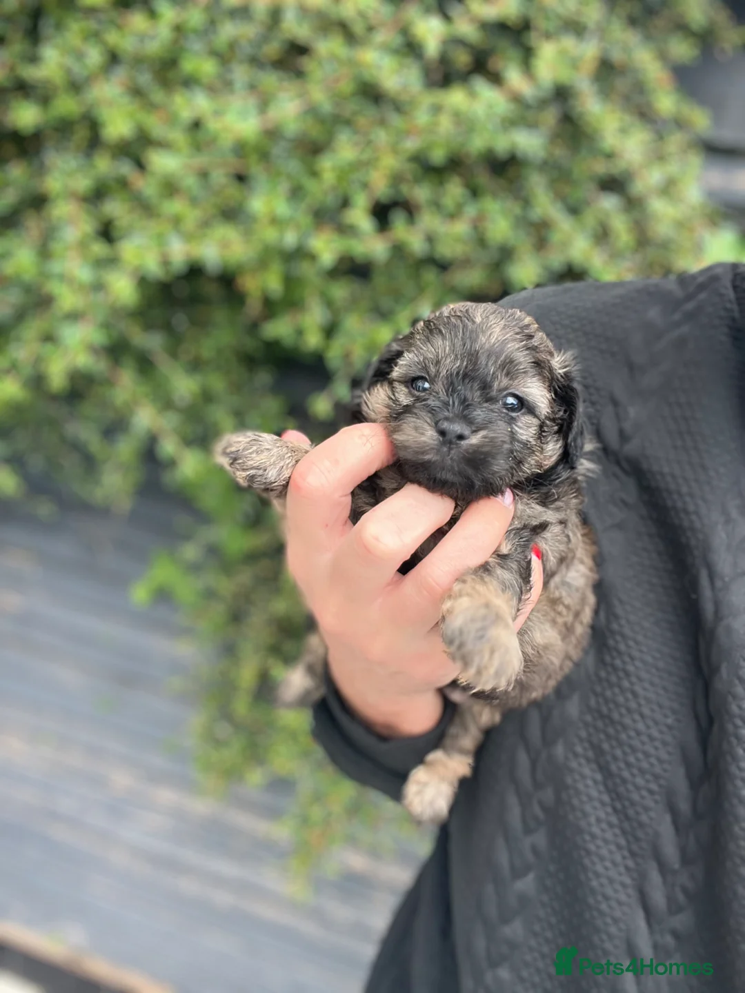 Shih Tzu dogs for sale: Shihtzu-Poodle mix Toy shihpoo puppies  - Advert 2