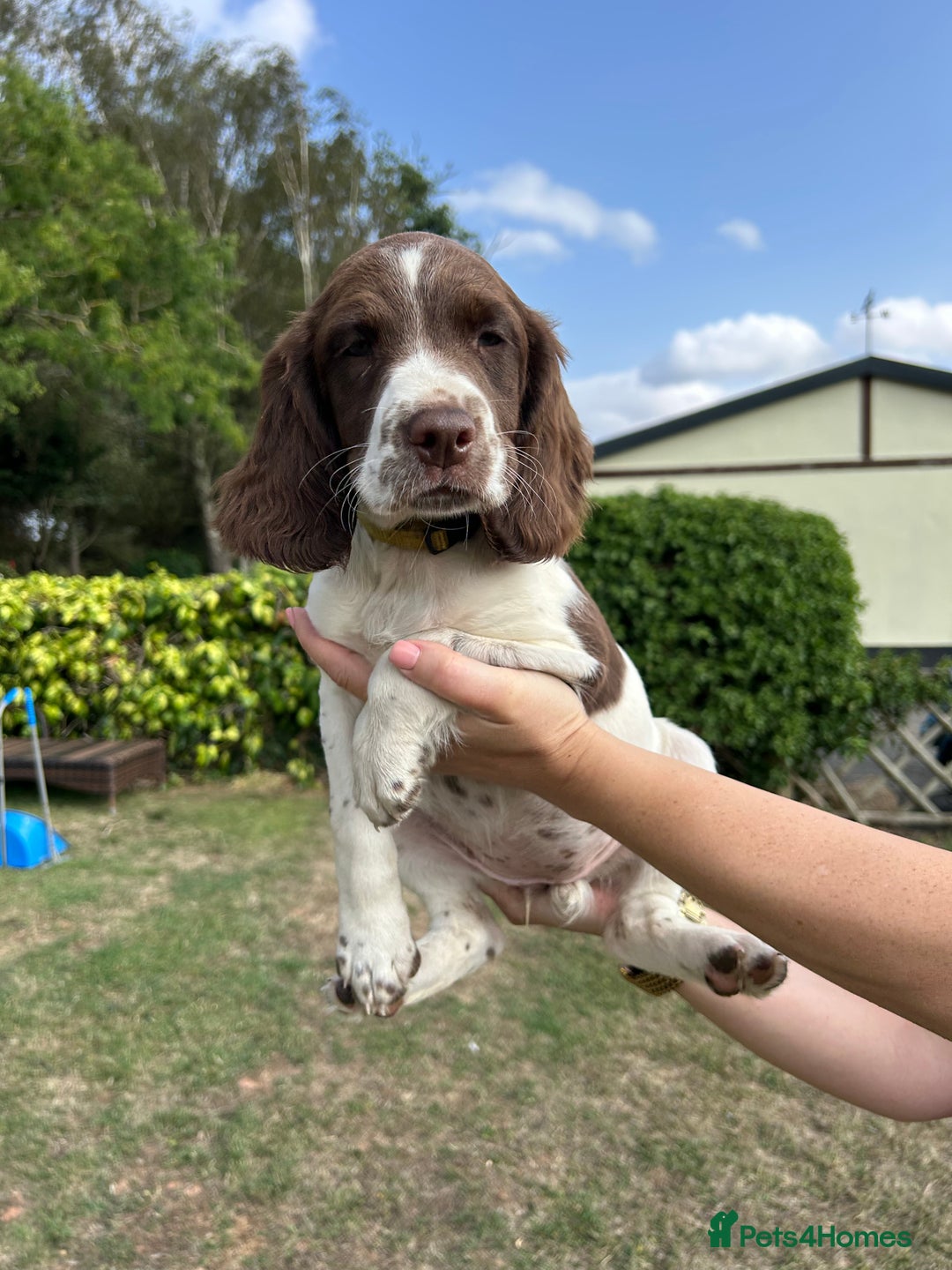 Spaniel Puppy Pets4homes Springer Spaniel Pets4homes English