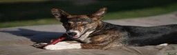 Mixed Breed dogs for adoption: Nala 💕  - Advert 3
